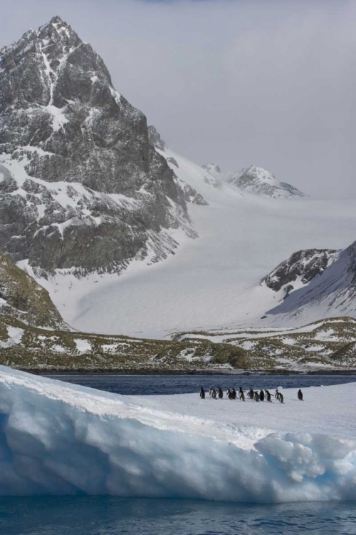 Picture of SOUTH GEORGIA ISLAND GENTOO PENGUINS ON ICEBERG