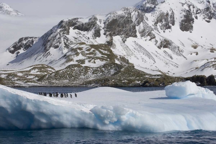 Picture of SOUTH GEORGIA ISLAND GENTOO PENGUINS ON ICEBERG