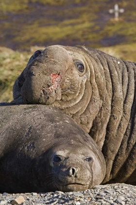 Picture of SOUTH GEORGIA ISL BULL ELEPHANT SEAL AND FEMALE