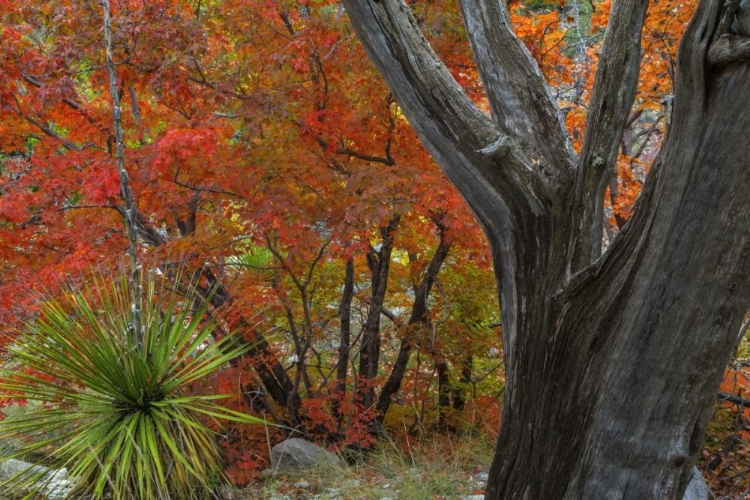 Picture of TX, GUADALUPE MTS NP BIGTOOTH MAPLE AND JUNIPER