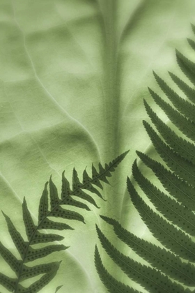 Picture of WA, SEABECK FRENS ON BACKLIT SKUNK CABBAGE LEAF