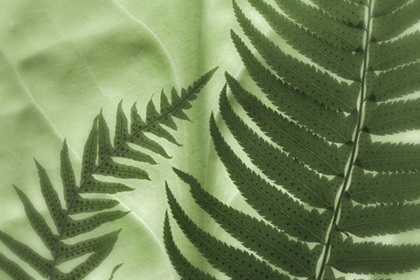 Picture of WA, SEABECK FRENS ON BACKLIT SKUNK CABBAGE LEAF