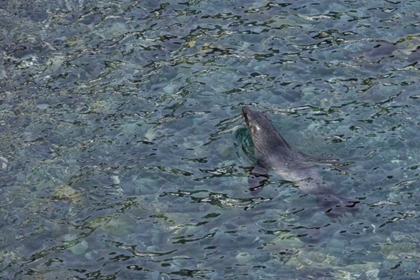 Picture of SOUTH GEORGIA ISLAND SOUTHERN FUR SEAL SWIMMING