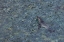 Picture of SOUTH GEORGIA ISLAND SOUTHERN FUR SEAL SWIMMING