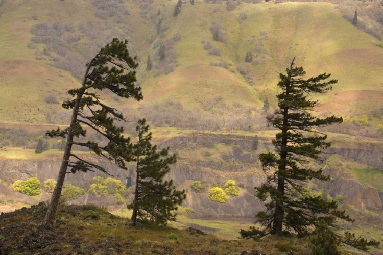 Picture of OR, COLUMBIA GORGE OVERLOOK OF HILLS AND VALLEY