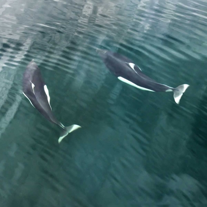 Picture of AK, SEYMOUR CANAL TWO DALLS PORPOISES SWIMMING