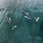 Picture of AK, SEYMOUR CANAL TWO DALLS PORPOISES SWIMMING
