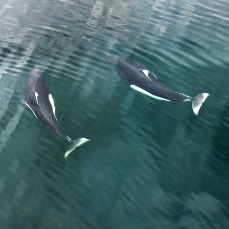 Picture of AK, SEYMOUR CANAL TWO DALLS PORPOISES SWIMMING