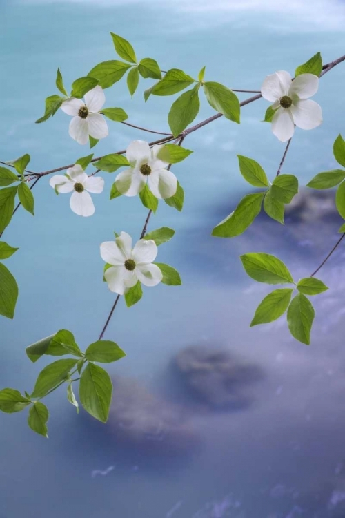 Picture of WA, OLYMPIC NF FLOWERING PACIFIC DOGWOOD BRANCH