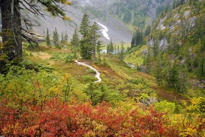 Picture of WA, MT BAKER WILDERNESS, FALL IN HEATHER MEADOWS