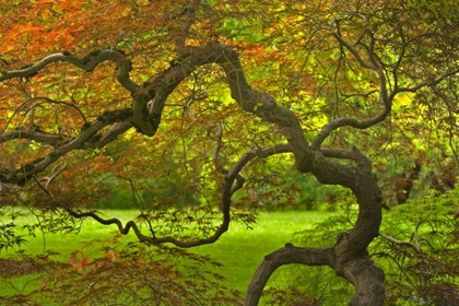 Picture of OR, SALEM DRAMATICALLY CONTORTED JAPANESE MAPLE