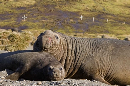 Picture of SOUTH GEORGIA ISL BULL ELEPHANT SEAL WITH HAREM