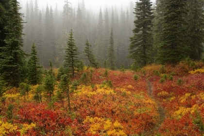 Picture of WA, MOUNT RAINIER NP PATH THROUGH AUTUMN MEADOW