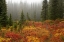 Picture of WA, MOUNT RAINIER NP PATH THROUGH AUTUMN MEADOW
