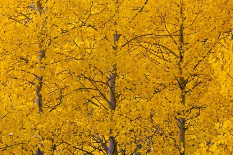 Picture of CO, ROCKY MTS, CASTLE VALLEY ASPENS IN AUTUMN