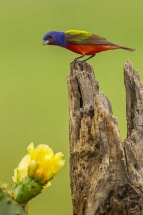 Picture of TX, HIDALGO CO, MALE PAINTED BUNTING ON STUMP