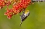 Picture of AZ, SONORAN DESERT VERDIN FEEDING ON OCOTILLO