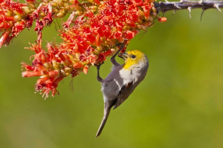 Picture of AZ, SONORAN DESERT VERDIN FEEDING ON OCOTILLO