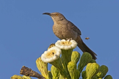 Picture of AZ, PIMA CO, CURVE-BILLED THRASHER ON SAGUARO