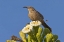 Picture of AZ, PIMA CO, CURVE-BILLED THRASHER ON SAGUARO