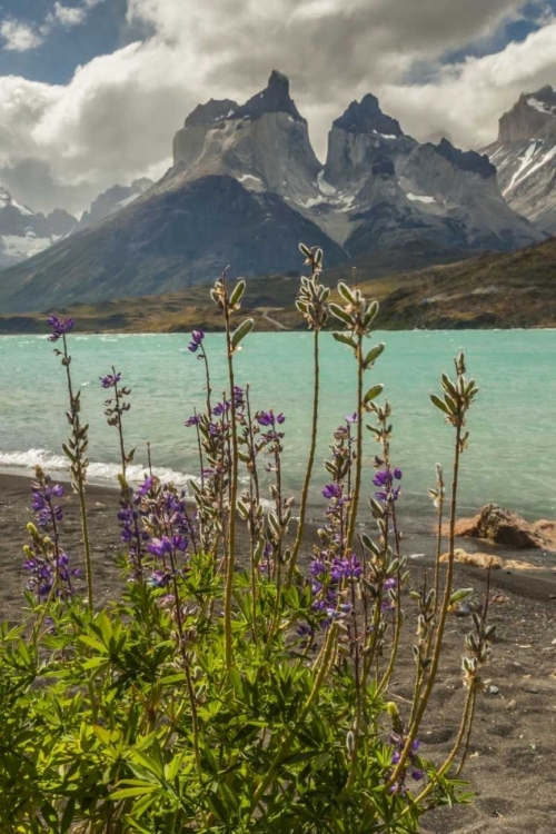 Picture of CHILE, PATAGONIA THE HORNS MTS AND LAGO PEHOE