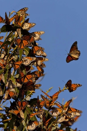 Picture of CA, SAN LUIS OBISPO CO, MONARCHS IN MIGRATION