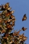 Picture of CA, SAN LUIS OBISPO CO, MONARCHS IN MIGRATION