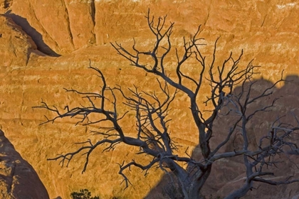 Picture of UT, ARCHES NP JUNIPER TREE SKELETON AT SUNSET