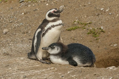 Picture of CHILE, PATAGONIA, MAGELLANIC PENGUIN AND CHICK