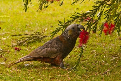 Picture of NEW ZEALAND, STEWART ISLAND KAKA BIRD FEEDING