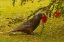 Picture of NEW ZEALAND, STEWART ISLAND KAKA BIRD FEEDING