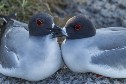 Picture of ECUADOR, GALAPAGOS NP SWALLOW-TAILED GULL PAIR