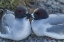 Picture of ECUADOR, GALAPAGOS NP SWALLOW-TAILED GULL PAIR