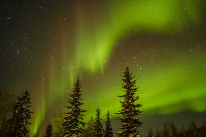 Picture of USA, ALASKA AURORA BOREALIS OVER SPRUCE FOREST