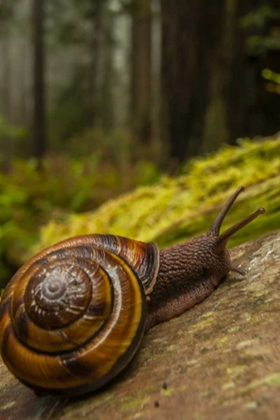 Picture of USA, CALIFORNIA, REDWOODS NP CLOSE-UP OF SNAIL