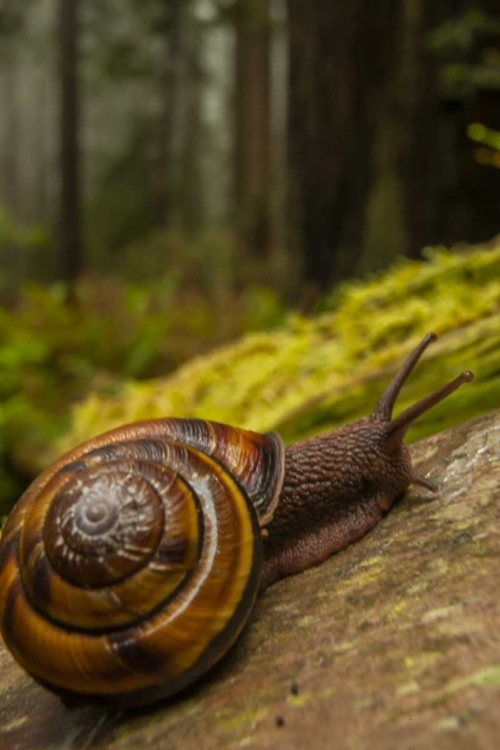Picture of USA, CALIFORNIA, REDWOODS NP CLOSE-UP OF SNAIL