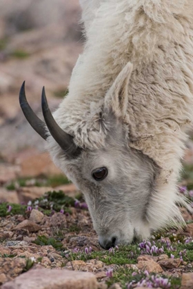 Picture of USA, COLORADO, MT EVANS MOUNTAIN GOAT GRAZING