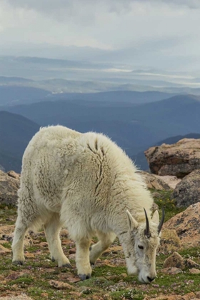 Picture of USA, COLORADO, MT EVANS MOUNTAIN GOAT GRAZING