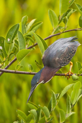 Picture of USA, FLORIDA GREEN HERON HUNTING FROM A BRANCH
