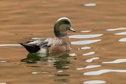 Picture of USA, NEW MEXICO AMERICAN WIDGEON DUCK IN WATER