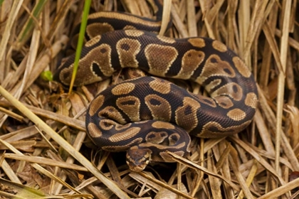 Picture of USA, NORTH CAROLINA BALL PYTHON IN DRIED GRASS