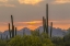 Picture of ARIZONA, SAGUARO NP SUNSET ON DESERT LANDSCAPE