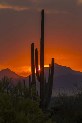 Picture of ARIZONA, SAGUARO NP SUNSET ON DESERT LANDSCAPE