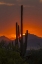 Picture of ARIZONA, SAGUARO NP SUNSET ON DESERT LANDSCAPE