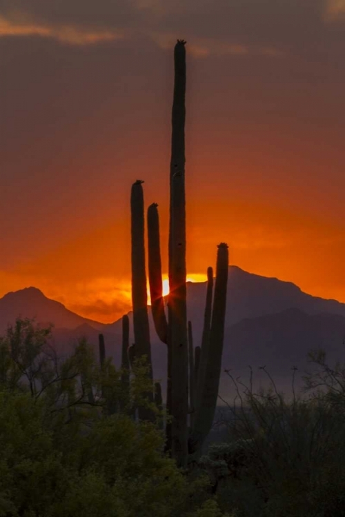 Picture of ARIZONA, SAGUARO NP SUNSET ON DESERT LANDSCAPE