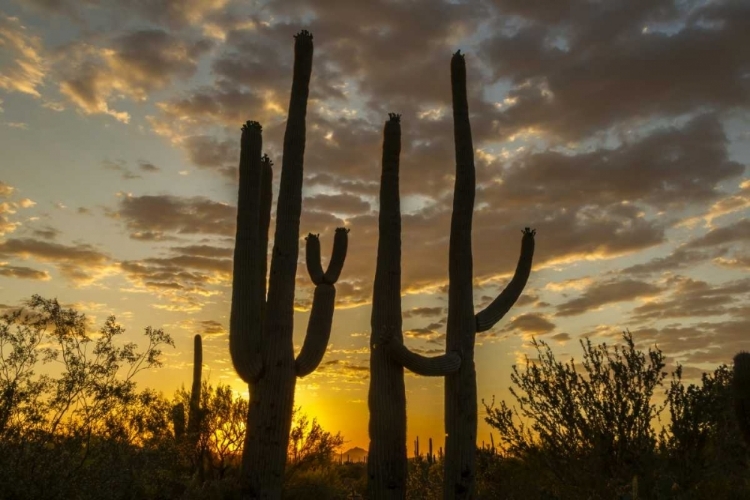 Picture of ARIZONA, SAGUARO NP SUNSET ON DESERT LANDSCAPE