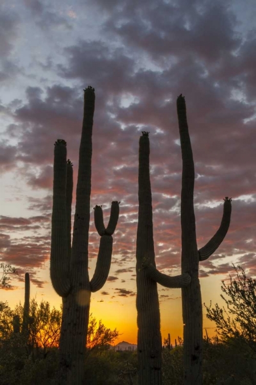 Picture of ARIZONA, SAGUARO NP SUNSET ON DESERT LANDSCAPE