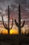 Picture of ARIZONA, SAGUARO NP SUNSET ON DESERT LANDSCAPE