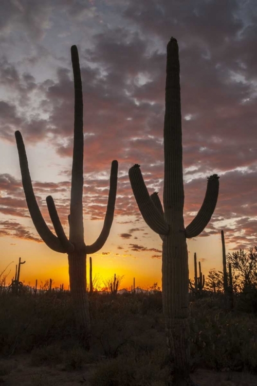 Picture of ARIZONA, SAGUARO NP SUNSET ON DESERT LANDSCAPE