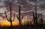Picture of ARIZONA, SAGUARO NP SUNSET ON DESERT LANDSCAPE